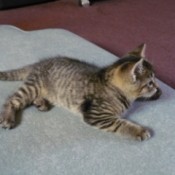 A grey tabby kitten on the floor of a house.