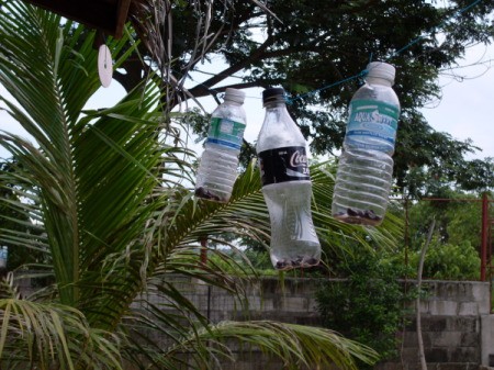 Plastic bottle hanging in a tree as a noisemaker.