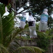 Plastic bottle hanging in a tree as a noisemaker.