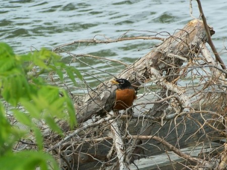 A robin on a log near water.