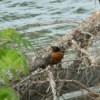 A robin on a log near water.
