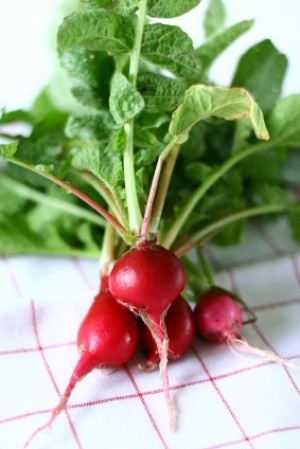 A bunch of red radishes