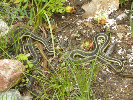 Two garter snakes on the ground.