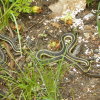 Two garter snakes on the ground.