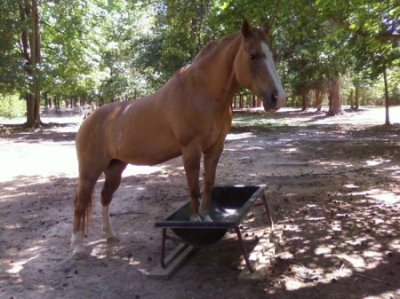 A brown mare standing in her feed trough outside.