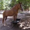 A brown mare standing in her feed trough outside.