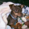 A miniature pinscher wrapped in a blanket