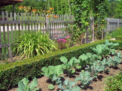 Managing Vegetable Garden