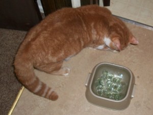 A orange tabby cat looking at a water bowl.