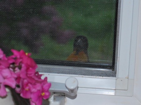 An oriole looking through the window from outside.