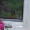 An oriole looking through the window from outside.