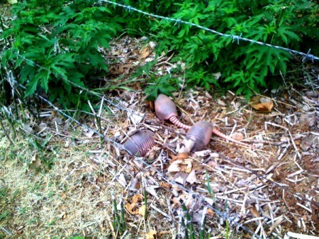 Baby armadillos outside in Louisiana.