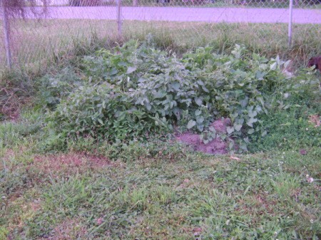 A potato patch in a backyard.