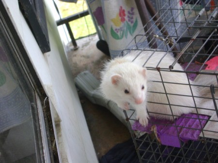 A white ferret coming out of the wire cage.