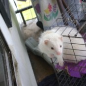 A white ferret coming out of the wire cage.