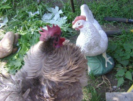 A rooster with a white hen.