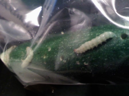 segmented caterpillar on zucchini in plastic bag