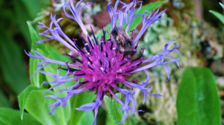 A bee on a purple flower.