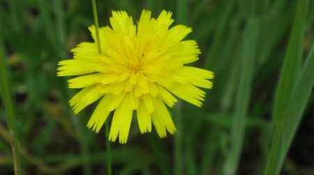 A dandelion outside in a grassy area.