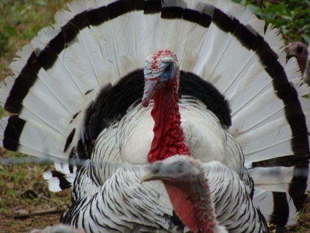 A turkey in a yard.