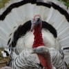 A turkey in a yard.