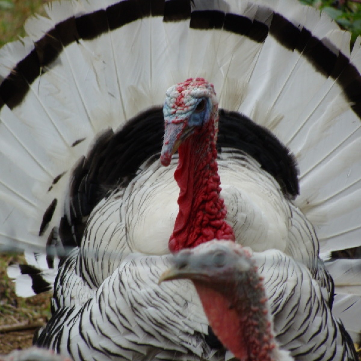 Gobble (Turkey) | ThriftyFun