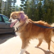 Dog in profile walking on leash.