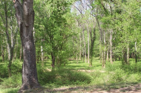 Trees in Riverside Park on the Pee Dee River in South Carolina.