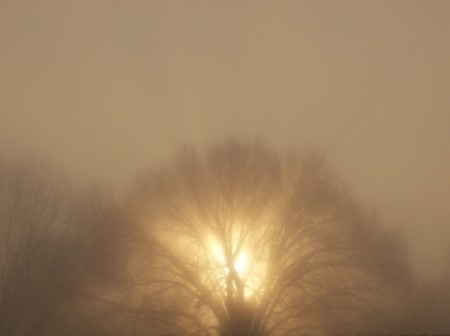 The sun centered perfectly behind a large tree on a foggy morning.