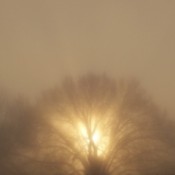 The sun centered perfectly behind a large tree on a foggy morning.