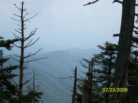 Smokey Mountains Pines