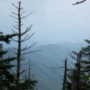 Smokey Mountains Pines