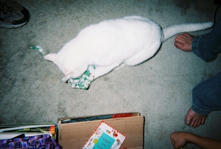 A white cat playing with a toy on the carpet.