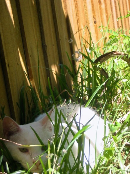 A white cat hiding behind some grass in the yard.