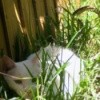 A white cat hiding behind some grass in the yard.