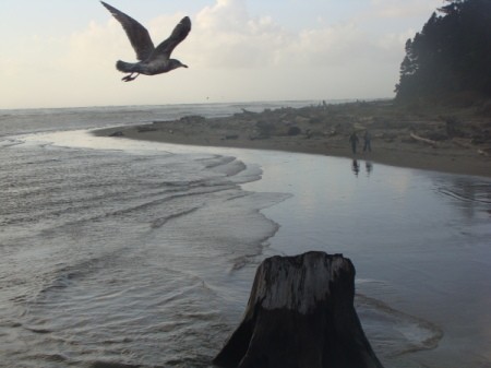 A bird flying over the beach with people in the distance.
