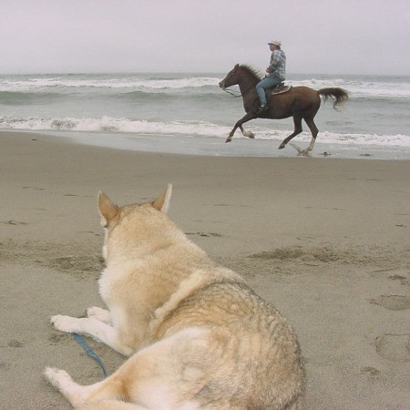 Stryker, a wolf-husky dog, watching a horse on the beach..