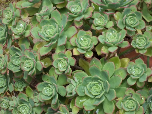 Hen and Chicks plant
