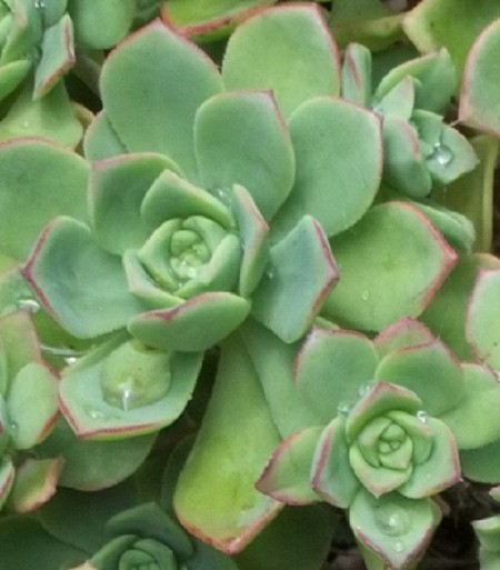 Hen and Chicks plant zoom