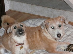 Two dogs on dog bed