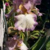 Bearded iris with white petals bordered in light to medium purple