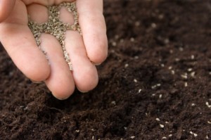 Fingers full of fine seeds over dark soil.