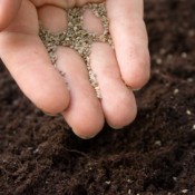 Fingers full of fine seeds over dark soil.