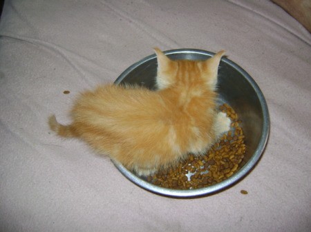 Red tabb kitten in a bowl of food.
