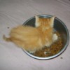 Red tabb kitten in a bowl of food.