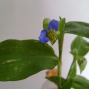 Stem with somewhat ovoid green leaves and small bright blue flower