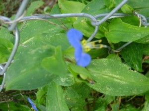 Plant growing in chainlink fence with bright blue flower with pronounced stamen