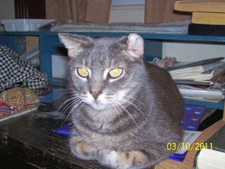 Closeup of grey and black tabby cat sitting on a desk