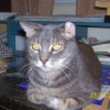 Closeup of grey and black tabby cat sitting on a desk