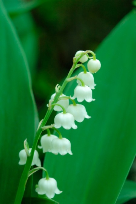 White bell-like flowers of Lily-of-the-Valley